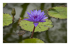 purple lily